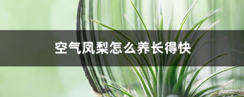 空气凤梨怎么养长得快