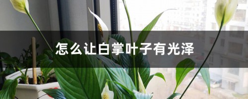 怎么让白掌叶子有光泽，变大变厚