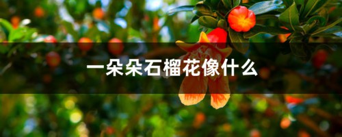 一朵朵石榴花像什么，盛开的石榴花像什么