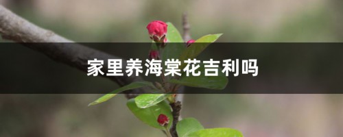 家里养海棠花吉利吗，家里养什么花不吉利