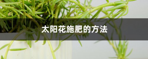 太阳花喜欢什么肥料，太阳花施肥的方法