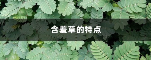 含羞草的特点