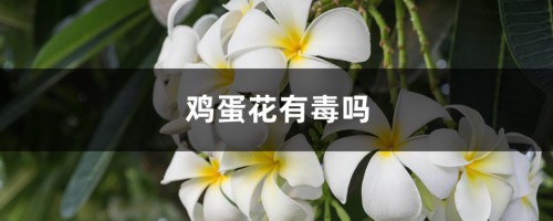 鸡蛋花有毒吗