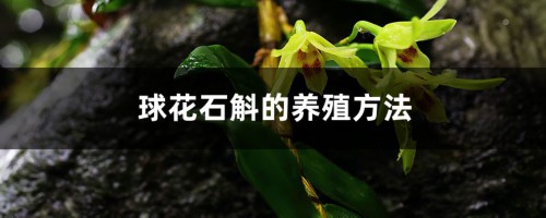 球花石斛的养殖方法