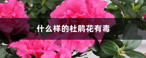 什么样的杜鹃花有毒