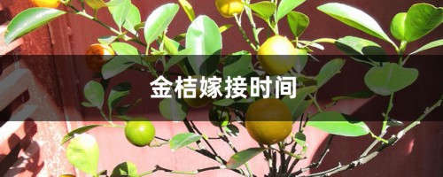 金桔嫁接时间