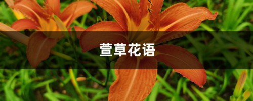 萱草花语