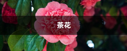 记住这5点，茶花疯狂冒花苞，开花碗口大！