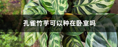 孔雀竹芋可以种在卧室吗