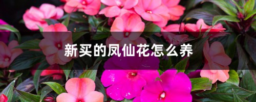 新买的凤仙花怎么养