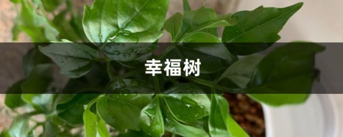 幸福树黄叶掉叶，夏天浇点这个水，3天立马绿油油！