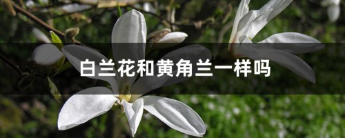 白兰花和黄角兰一样吗？