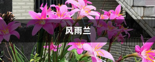 好一朵美丽的“风雨兰”，家里养一盆，1年就能“花满盆”