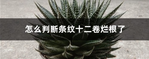 怎么判断条纹十二卷烂根了