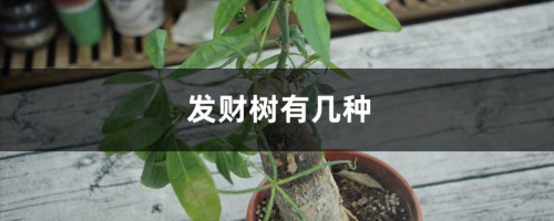 发财树有几种，发财树品种介绍