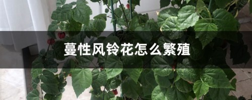 蔓性风铃花怎么繁殖